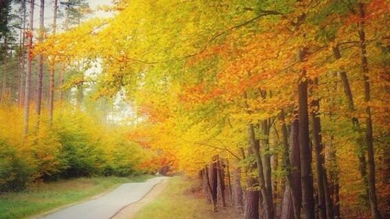 Bunt gefärbte Bäume an einer Waldstraße. © NDR Foto: Heike Helfert aus Malchow