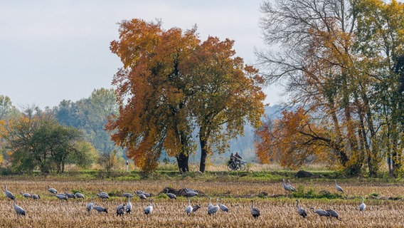 Kraniche auf einem Feld mit Fahrradfahrern im Hintergrund. © NDR Foto: Norbert Brandt aus Neubrandenburg