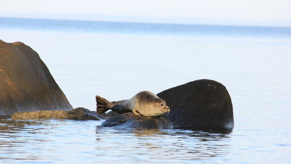 Eine Robbe auf einem Stein an der Ostsee. © NDR Foto: Emily Antje Herkules aus Lubmin