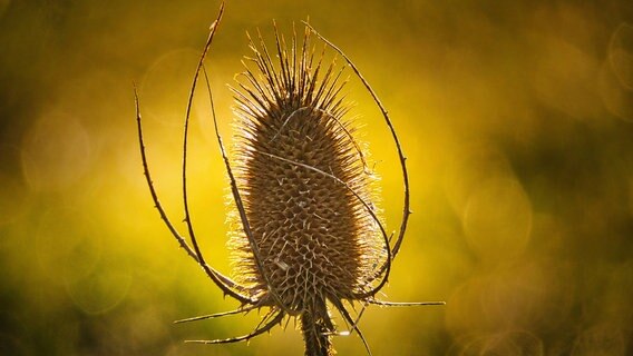 Eine Wilde Karte bei herbstlichem Sonnenlicht. © NDR Foto: Egon Nehls aus Samtens