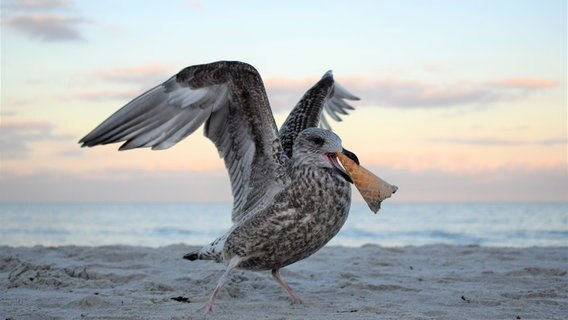 Möwe mit Eiswaffel am Strand. © NDR Foto: Corinna Schaak aus Altenkirchen