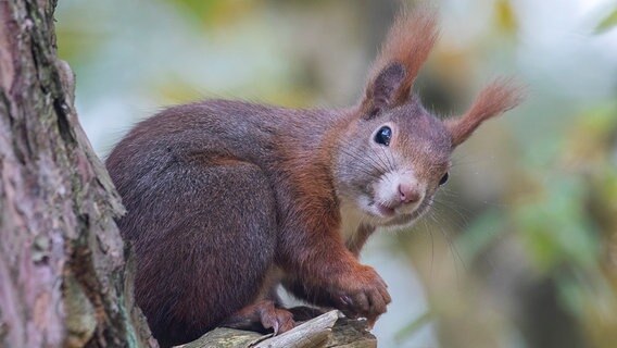 Ein Eichhörnchen im Baum sitzend. © NDR Foto: Ralf Ottmann aus Wöbbelin