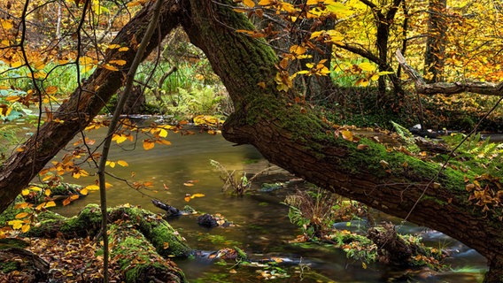 Ein Bach fließt durch den Wald. © NDR Foto: Marlis Börger aus Güstrow