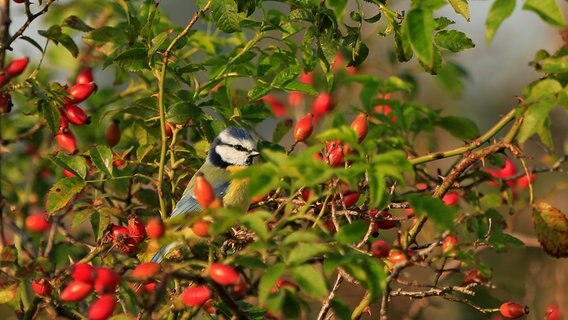 Eine Blaumeise sitzt in einem Hagebuttenbusch. © NDR Foto: Franziska Kolm aus Brahlstorf