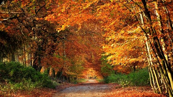 Landstraße umgeben von herbstlichen Bäumen. © NDR Foto: Franziska Holm aus Brahlstorf