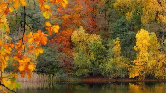 Ein See umgeben von bunten Herbstbäumen. © NDR Foto: Heike Hefert aus Malchow