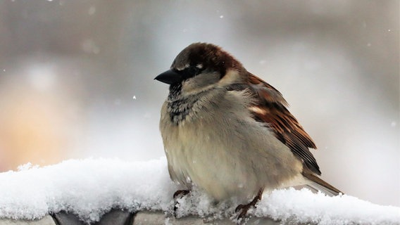 Vogel sitzt auf verschneiter Regenrinne. © NDR Foto: Ingo Krummheuer aus Rövershagen