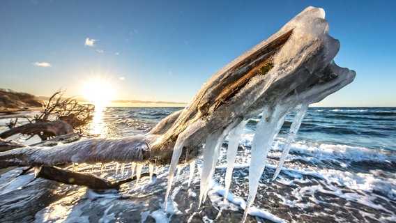 Ein zugefrorener Ast liegt am Strand. © NDR Foto: Klaus Haase aus Prerow