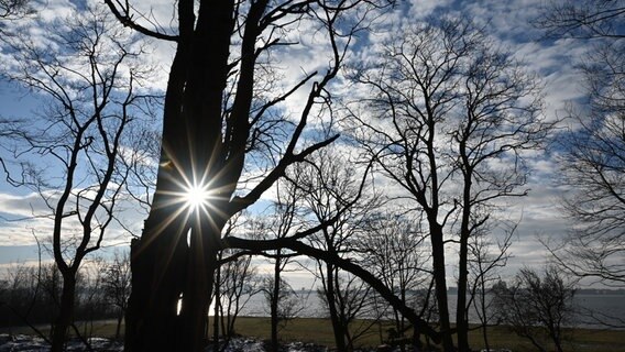 Sonnenstrahlen scheinen durch zwei Baumstämme. © NDR Foto: Anne Schönemann aus Stralsund