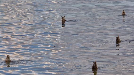 Mehrere Enten stecken gleichzeitig ihren Kopf ins Wasser © NDR Foto: Axel Plate aus Stralsund