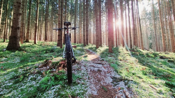 Ein Mountainbike steht in einem Wald. © NDR Foto: Jenny Schwarz aus Parkentin