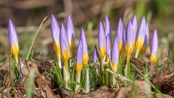 Krokus im Sonnenlicht © NDR Foto: Klaus Haase aus dem Ostseebad Prerow