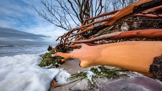 Ein umgekippter Baum am Strand © NDR Foto: Klaus Haase aus Prerow