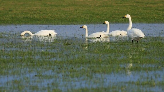 Schwäne schwimmen auf einer Wassergefluteten Wiese.  Foto: Franziska Kolm aus Brahlstorf