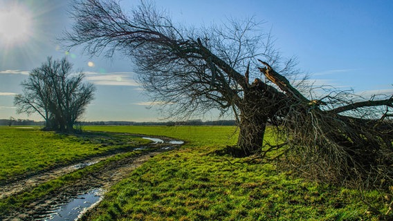 Ein alter Baum auf einem Feld ist umgeknickt.  Foto: Werner Bayer aus Neubrandenburg