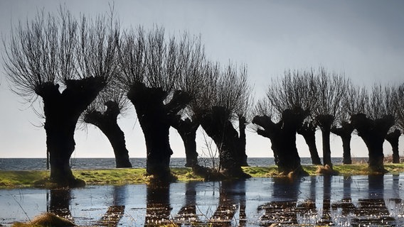 Um eine Weidenallee herum steht Wasser.  Foto: Volkmar Geyer aus Stralsund