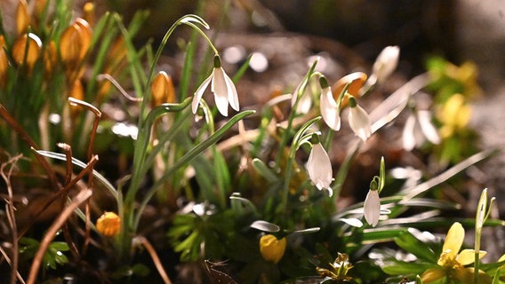 Schneeglöckchen und Winterlinge blühen.  Foto: Anne Schönemann aus Stralsund