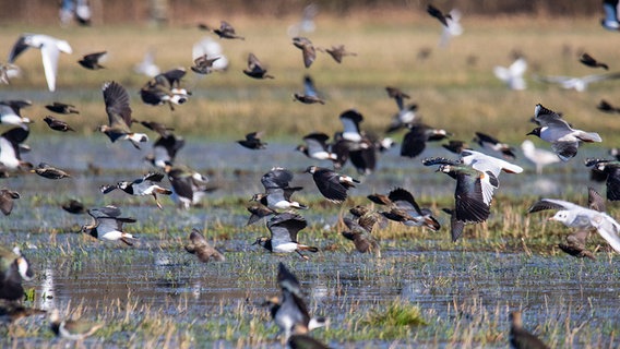 Viele Kiebitze auf einem Feld in der Lewitz.  Foto: Ralf Ottmann aus Wöbbelin