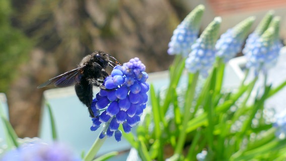 Eine schwarze Biene sitzt auf einer Blüte.  Foto: Sigrid Rehm aus Rostock