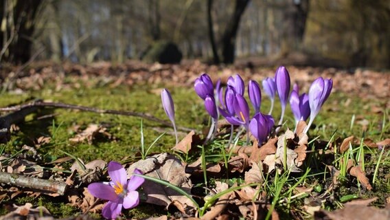 Krokusse im Kurpark in Juliusruh  Foto: Corinna Schaak aus Altenkirchen