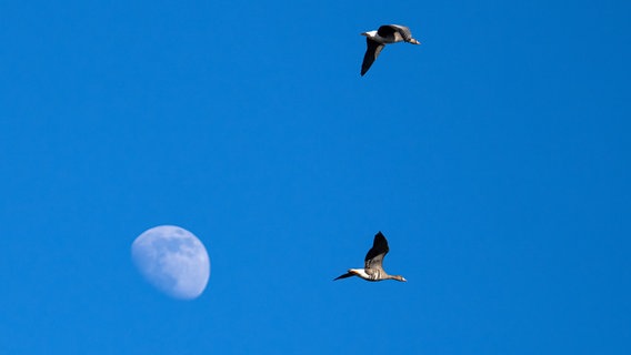 Gänse fliegen, dahinter der Mond  Foto: Cornelia Wermke aus Demmin