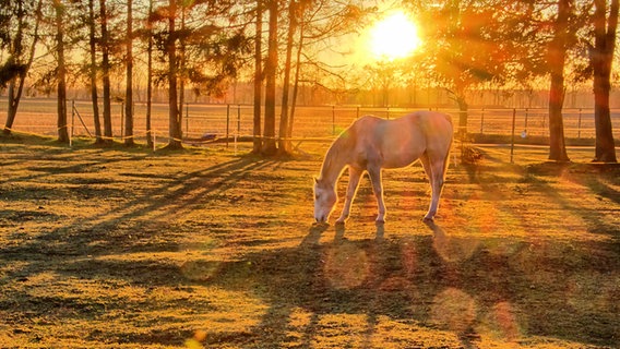 Ein Pferd im Sonnenuntergang auf einer Weide.  Foto: Uwe Meyer aus Lübtheen