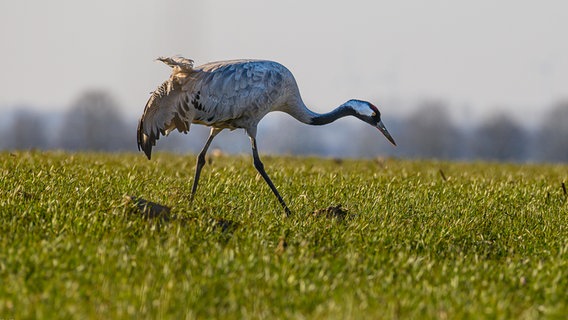 Ein Kranich sucht auf einer Wiese nach Futter.  Foto: Thilo Ommer aus Bützow