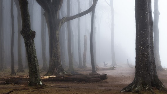 Gespensterwald in Nienhagen mit Nebel  Foto: Heiko Pockrandt-Esch aus Rostock