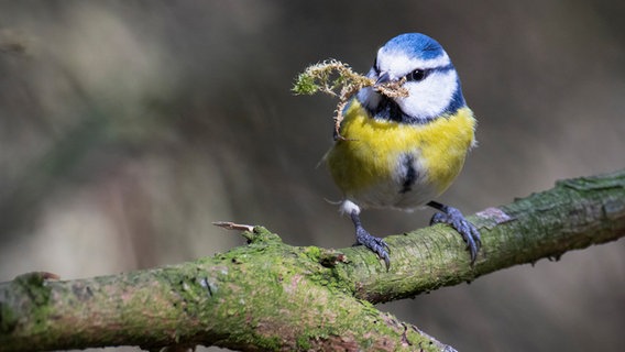 eine Blaumeise mit Moos im Schnabel  Foto: Ralf Ottmann aus Wöbbelin