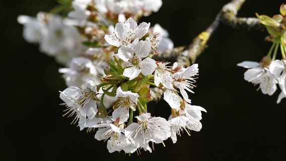 Die Blüte eines Kirschbaumes  Foto: Ingo Krummheuer aus Rövershagen