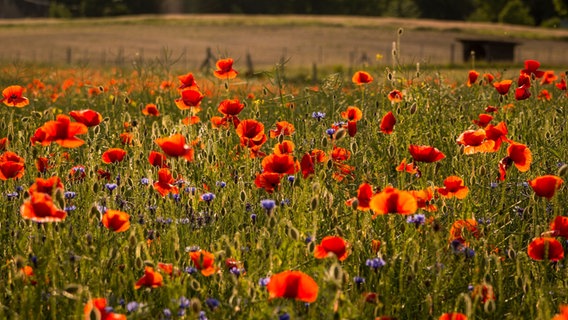 Jetzt löst das Rot der Mohnblumen das Gelb vom Raps ab.  Foto: Michael Ritter aus Lübz