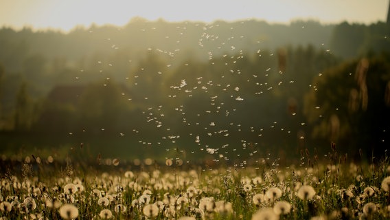 Pusteblumenzauber: Die Wiese mit vielen Pusteblumen mit den herumfliegenden Samen wirkt im Abendlicht zauberhaft.  Foto: Franziska Kolm aus Brahlstorf
