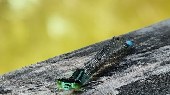 Blaue Jungfer (Libelle) in Negast © NDR Foto: Judy Laß aus Stralsund