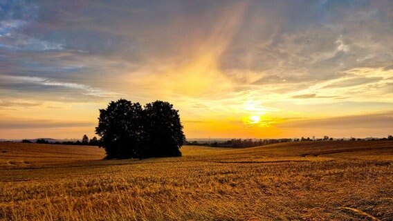 Tiefstehende Sonne auf einem Feld nahe Kessin. © NDR Foto: Patrick Eggert aus Rostock