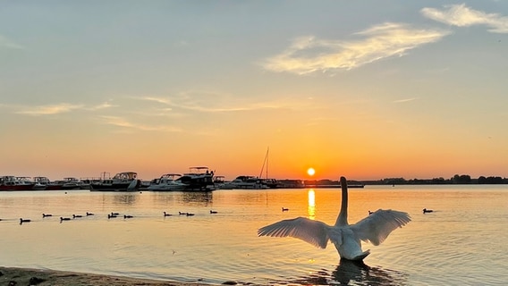 Der Schwan zeigt seine ganze Größe nach einem ausgedehnten Putzen des Federkleides im Sonnenuntergang am Müritzufer von Waren. © NDR Foto: Cornelia Strubelt aus Waren