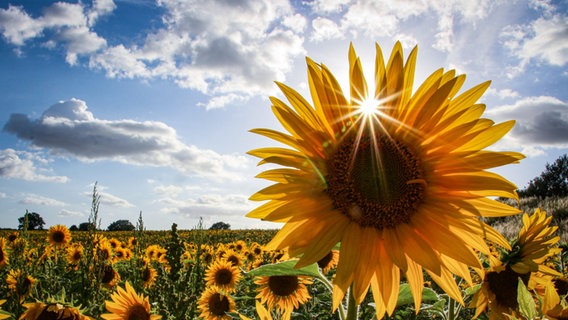 Ein Sonnenblumenfeld in Pokrent. © NDR Foto: Diane Eggert aus Fahrbinde
