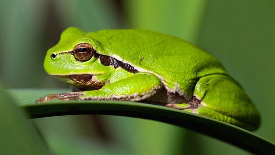 Dieser Laubfrosch genießt einen Sommertag in MV. © NDR Foto: Ralf Ottmann aus Wöbbelin