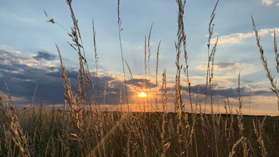 Zum Ende des Tages kämpft sich die Sonne noch mal durch die Wolken und durch das Kornfeld. © NDR Foto: Monique Riwaldt aus Zettemin