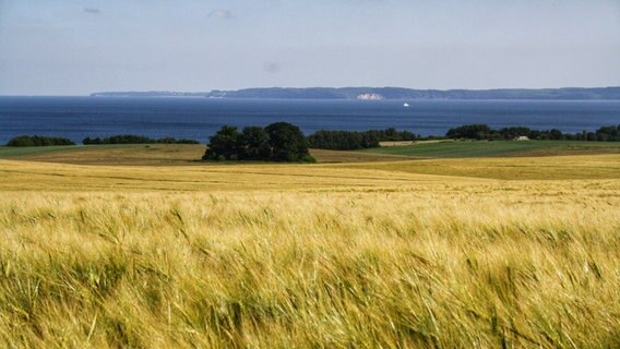 Auch ohne Mohn und Korblumen sind die Kornfelder bei uns im Land leuchtend schön. Das hier befindet sich bei Mukran auf der Insel Rügen. © NDR Foto: Herbert Damerow aus dem Ostseebad Binz