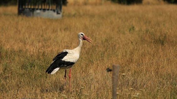 A stork looking for water in western Mecklenburg.  © NDR Photo: Franziska Kolm