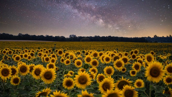 Sonnenblumenfeld bei Parchim in der Nacht. © NDR Foto: Axel Schliemann aus Wittenburg