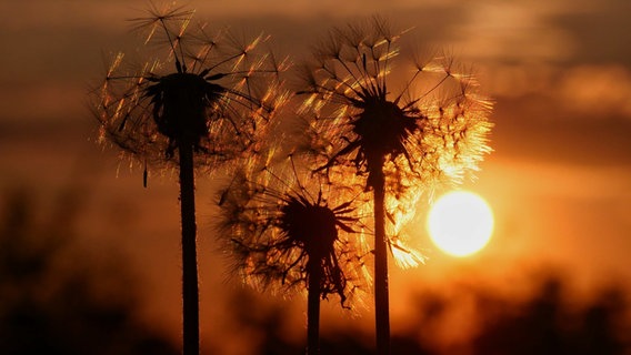 Pusteblumen im Sonnenuntergang © NDR Foto: Achim Otto aus Wuppertal