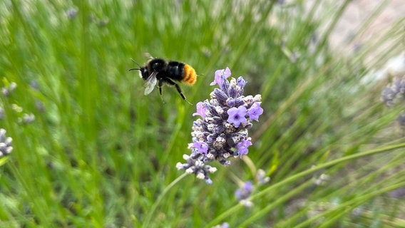 Eine Hummel im Lavendel © NDR Foto: Katrin Stöhlmacher aus Rostock