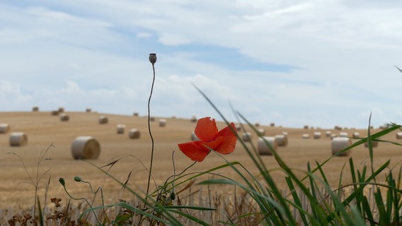 Mohnblume mit Strohballen im Hintergrund © NDR Foto: Wenke Stahlbock aus Tating