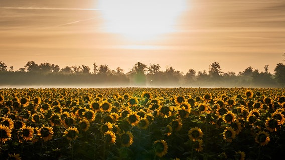 Sonnenblumen nach dem Sonnenaufgang. © NDR Foto: Detlef Meier aus Ducherow