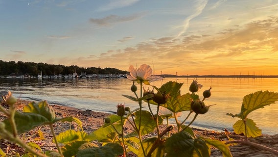 Brombeerblüten am Müritzufer im Sonnenuntergang © NDR Foto: Cornelia Strubelt aus Waren (Müritz)