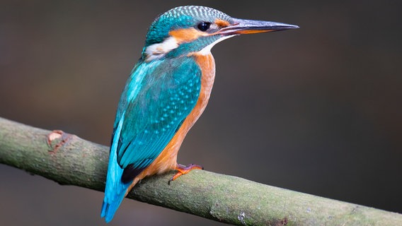 Eisvogel Weibchen in der Lewitz © NDR Foto: Ralf Ottmann aus Wöbbelin