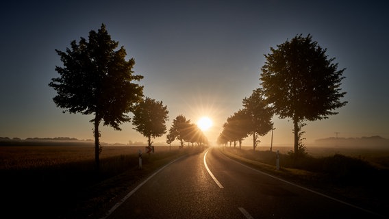 Ein Sonnenuntergang hinter einer Allee. © NDR Foto: Detlef Meier aus Ducherow