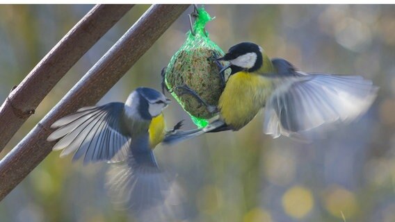 Eine Blaumeise und Kohlmeise kämpfen um den Meisenknödel © NDR Foto: Klaus Knop aus Greifswald