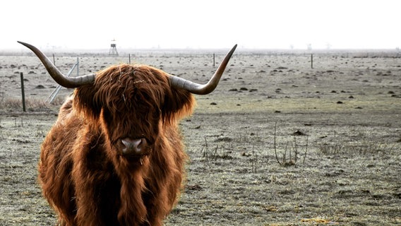 Ein schottisches Hochlandrind steht auf einer Weide. © NDR Foto: Bianca Wite aus Anklam